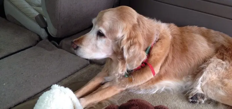Old golden retriever lying in the back seat of a car